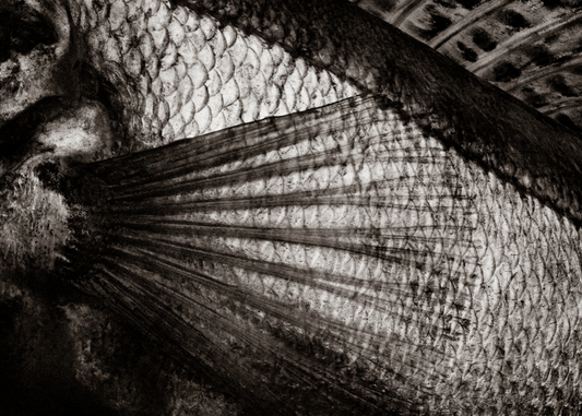 Menu Boulevard & Matching Wines kahdelle / for two 302 €